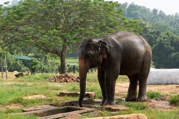 Fototapeta premium elephant
