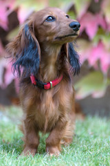 beautiful little dachshund in the garden