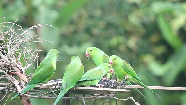 Maritacas comendo semente de girassol no quintal em S&atilde;o Paulo, Brasil 