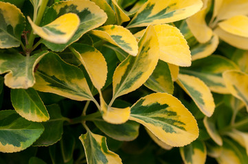 Fototapeta premium Plant Ligustrum ovalifolium Aureum