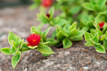 succulent with red flower on stone