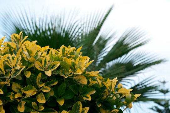 Plant Ligustrum ovalifolium Aureum