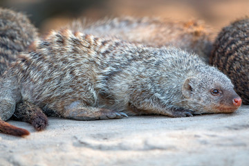 dwarf mongoose (Zwergmangusten, Helogale)