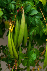 Tekoma, drevvidnaya liana with darts