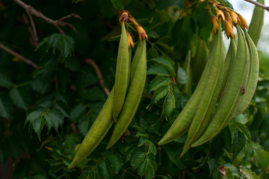 Tekoma, drevvidnaya liana with darts