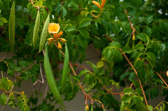 Tekoma, drevvidnaya liana with yellow flowers and bottoms