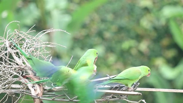 Maritacas comendo semente de girassol no quintal em S&atilde;o Paulo, Brasil 