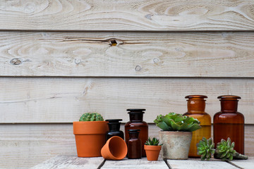 Naklejka premium Succulent plants in pots on white wood background