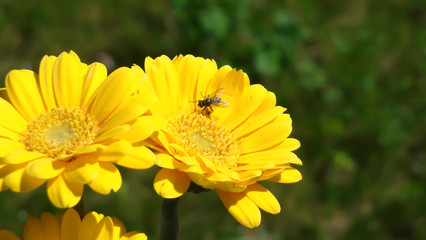 Fliege auf einer gelben Blume