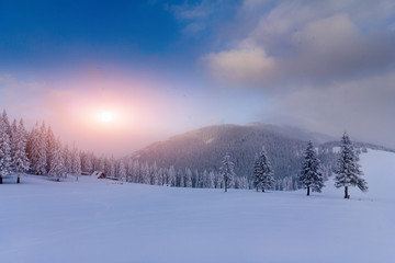 Majestic landscape winter sunrise in the mountains. Fantastic morning glowing by sunlight.  View of  snow covered forest trees.
