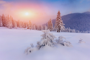 Majestic landscape winter sunrise in the mountains. Fantastic morning glowing by sunlight.  View of  snow covered forest trees.