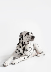 Relaxed dalmatian dog is lying on white background. Dog squints. Copy space
