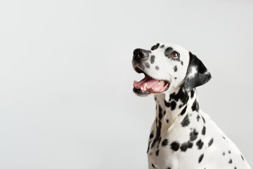 Dalmatian dog portrait with tongue out on white background. Dog looks left. Copy space - 249865356