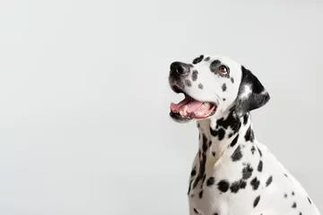 Poster Dalmatian dog portrait with tongue out on white background. Dog looks left. Copy space © Iulia