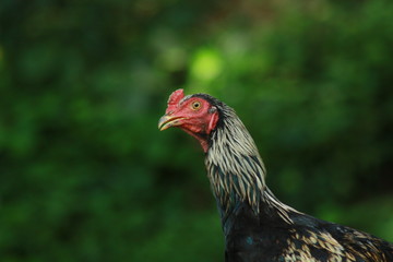 portrait of a rooster