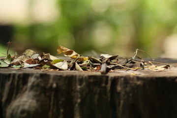 Dried Leaves Inside And On The Trunk Of A Wooden Tree