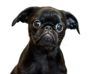 Petit Brabancon. Dog, puppy. Brussels Griffon. Insulation.