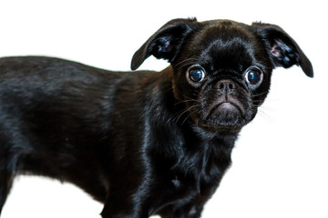 Petit Brabancon. Dog, puppy. Brussels Griffon. Insulation.