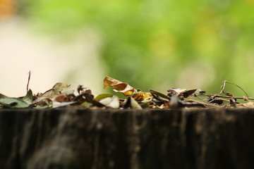 Dried Leaves Inside And On The Trunk Of A Wooden Tree