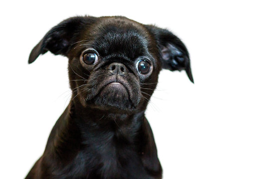 Petit Brabancon. Dog, puppy. Brussels Griffon. Insulation.