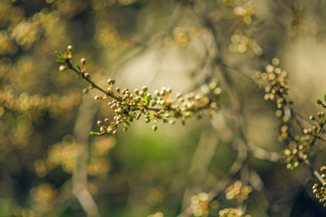 spring tree