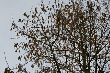 Haselnussblüte - Allergie 2