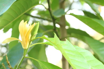 White Champaka Flowers and Green Leaves