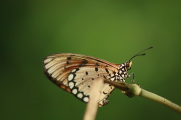 Butterfly On Stalk