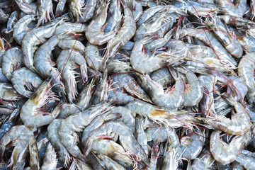 close up fresh shrimps from top view ready for sale at the market near sea in Thailand