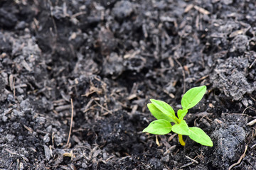 Close up Young Plant growing in the black soil background