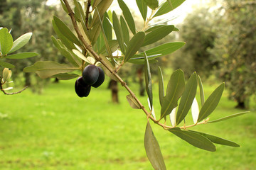 Olive close up
