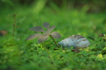  Big Snail in the wild