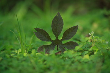 leaves on green background