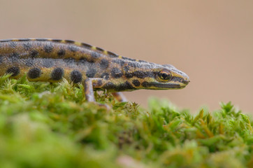 The smooth newt, also known as the common newt Lissotriton vulgaris formerly Triturus vulgaris in Czech Repiblic