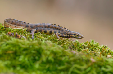 The smooth newt, also known as the common newt Lissotriton vulgaris formerly Triturus vulgaris in Czech Repiblic