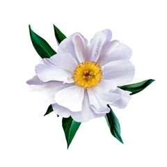 Naklejka na ściany i meble Delicate fragrant white peony, close-up on white background