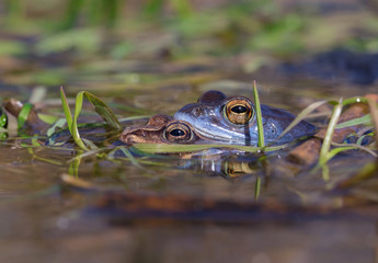 Mating The Moor frog Rana arvalis in Czech Republic