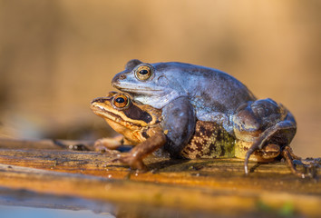 Mating The Moor frog Rana arvalis in Czech Republic