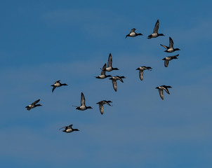 Tufted ducks flying by in Stockholm