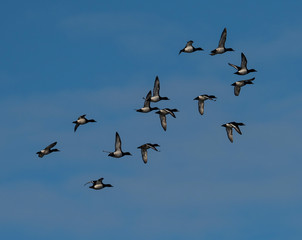 Obraz premium Tufted ducks flying by in Stockholm