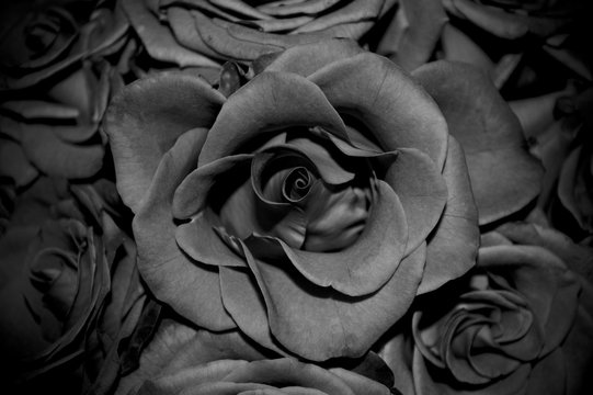 Beautiful rose in black and white color closeup