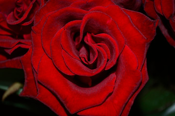 Beautiful scarlet rose close up