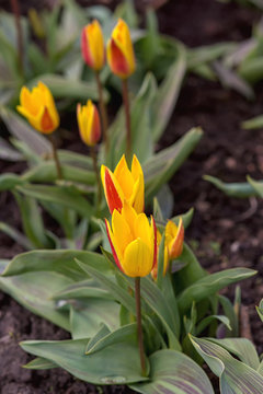 Beautiful yellow-red tulips are already blooming in the Park in early spring. Bulbous culture used in landscape gardening is a Tulip. Vertical image, blurred background, selective focus.
