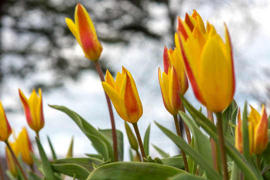 Beautiful yellow-red tulips are already blooming in the Park in early spring. Bulbous culture used in landscape gardening is a Tulip. Horizontal image, blurred background, bokeh, selective focus.