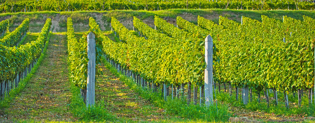 Nice vineyard in summer