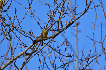Yellow canary-bird citril sitting on the branch yellowhammer