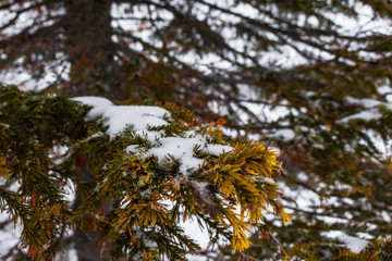 Obraz premium Green coniferous branch close-up with snow. Winter beauty with a blurred background.