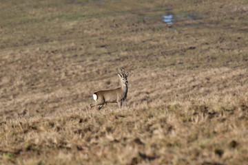 Roedeer and roe jumping to hide to the forest in winter 