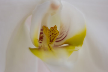closeup of a white flower