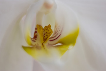 closeup of a white flower